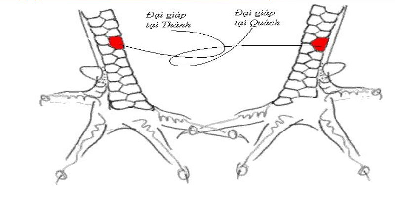 VẢY ĐẠI GIÁP