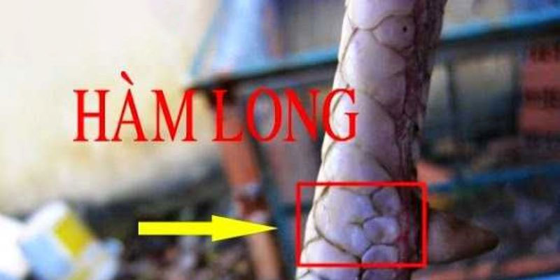 VẢY HÀM LONG