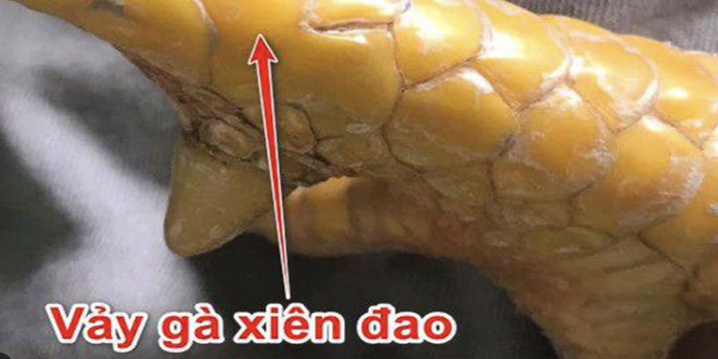 Vảy Xuyên Đao