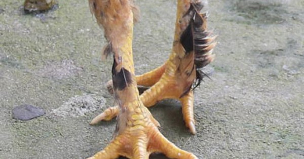 chân tam tài